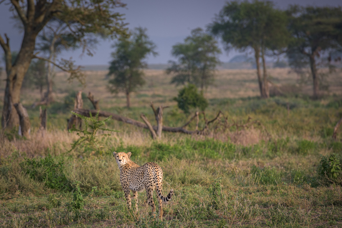 This female cheetah looks back, checking on her two juvenile cubs, before she continues her morning hunt for food.